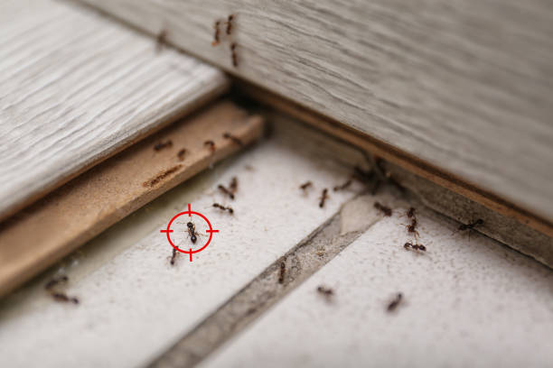 Best Commercial Pest Control Services  in Lykens, PA